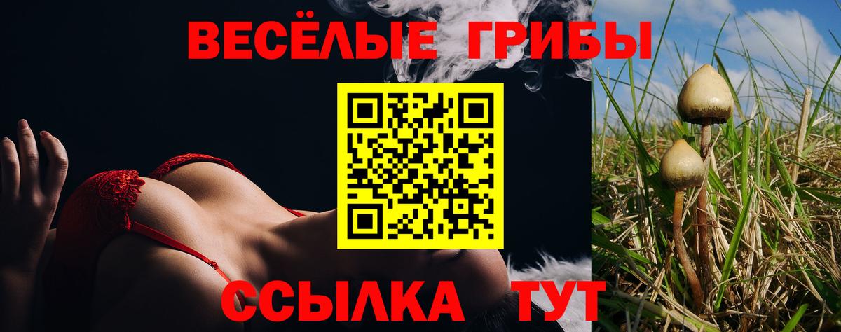 Псилоцибиновые грибы Psilocybe  Вход с VPN  Знаменск 